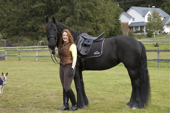 $3000 : caballo castrado frisón negro image 1