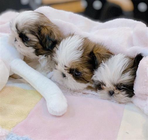 $400 : Teacup shih tzu puppies image 2