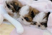 $400 : Teacup shih tzu puppies thumbnail