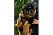 ROTTWEILERS en New York