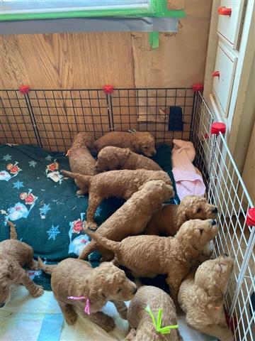 $500 : Cachorros goldendoodle disponi image 8