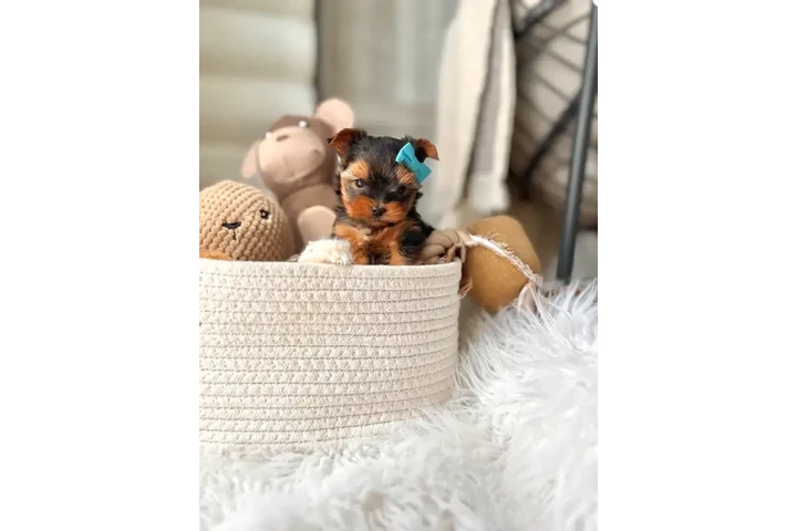 $999 : Yorkie and Morkie puppies image 9