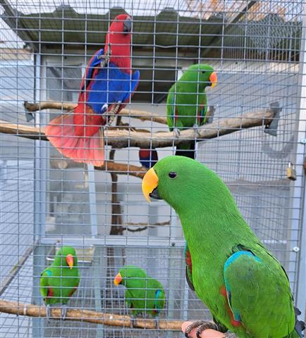 $400 : Macaws parrots  🐦 image 2