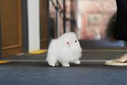 $250 : Teacup Pomeranian puppies thumbnail