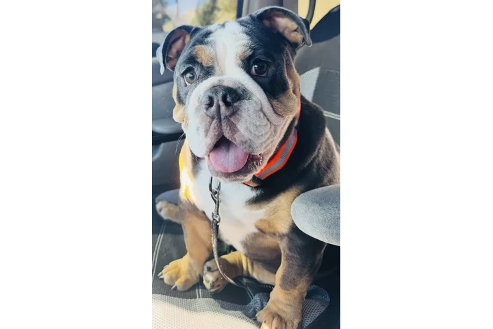 $2500 : Inglés Bugdo image 2