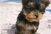 $390 : Yorkies rotos criados en casa thumbnail