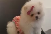 Kc Champion Pomeranian Puppies thumbnail