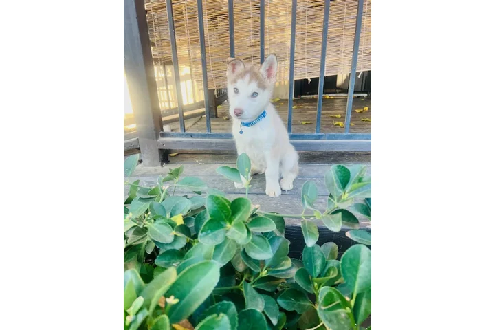 $280 : HUSKY EL GUERO ojos verdes image 2