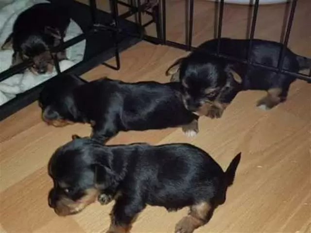 $600 : Cachorros Yorkie de raza image 1
