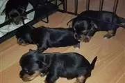 Cachorros Yorkie de raza en Canton
