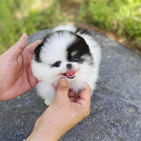 $350 : Cachorro Pomerania en venta image 3