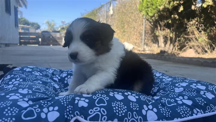 mini Australian shepherd pup image 6