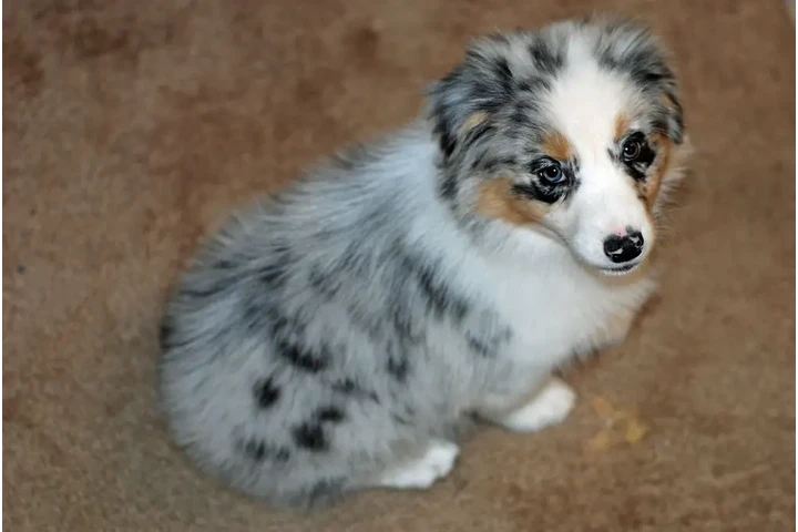 $500 : Australian Shepherd image 1