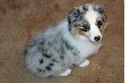 Australian Shepherd en Los Angeles
