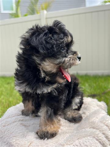 Mini Schnoodle Puppies !!! image 3