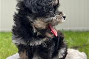 Mini Schnoodle Puppies !!! thumbnail