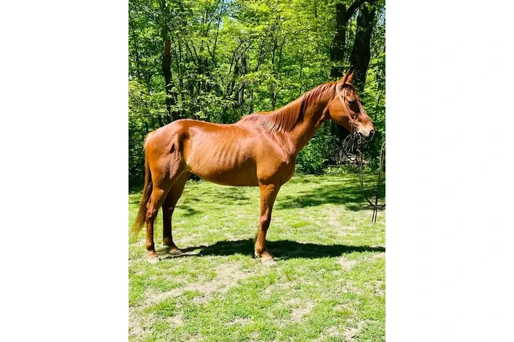 $2500 : Healthy horse need a new home image 3