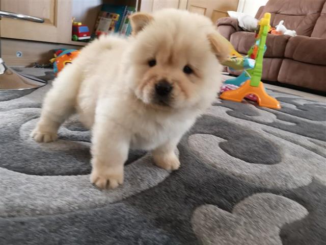 $350 : Hermoso Chow Chow en Los Ángel image 2