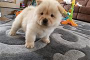 $350 : Hermoso Chow Chow en Los Ángel thumbnail