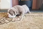 Amazing Maltese puppies en San Bernardino