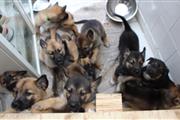$500 : German shepherd puppy for sale thumbnail