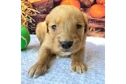 Golden Retriever en Laredo