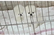 $350 : cachorros de Pomerania thumbnail