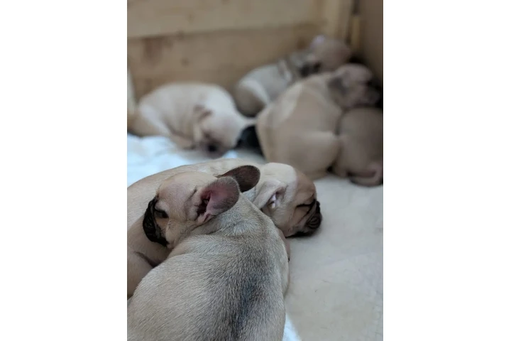 $500 : Blue Frenches Disponibles image 1