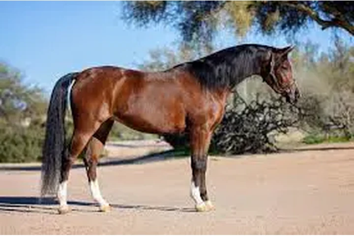 $2875 : "Mario" Gelding Arabian image 4