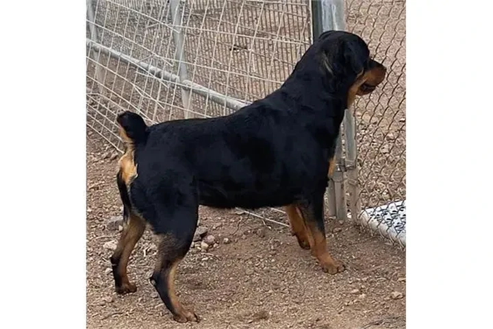 $350 : ROTTWEILERS image 3
