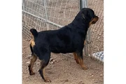 $350 : ROTTWEILERS thumbnail