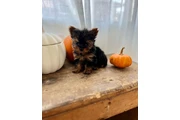 $350 : Yorkies a la venta thumbnail