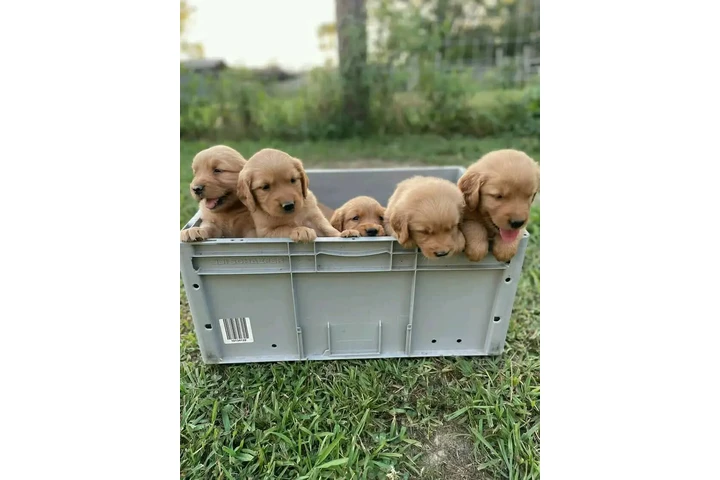 $350 : Cachorros Golden Retriever image 2