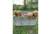 $350 : Cachorros Golden Retriever thumbnail