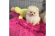 Pomerania en venta en Modesto