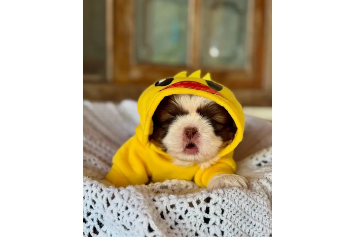 $350 : Cachorros Shihtzu en venta image 4