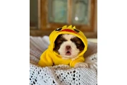 $350 : Cachorros Shihtzu en venta thumbnail