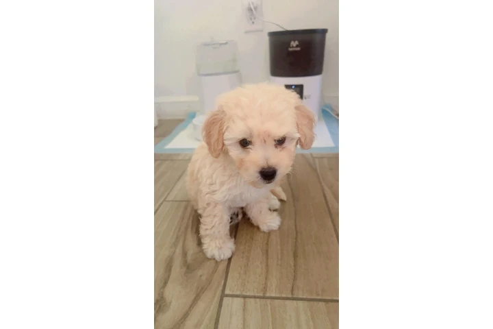 $600 : Maltipoo image 1