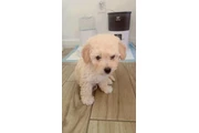 $600 : Maltipoo thumbnail