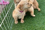 Golden Retriever thumbnail