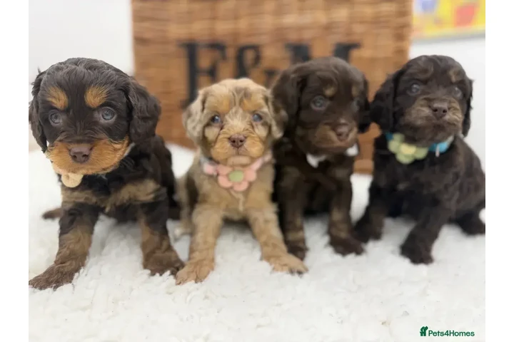 ** Cavapoos miniatura F1 E ** image 1