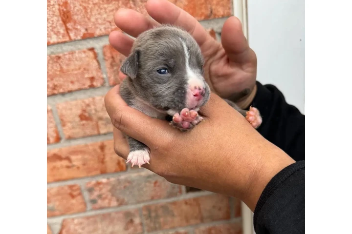 $350 : Cachorros pitbull Teacups image 2