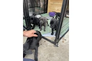 $350 : Lab/Corso puppies thumbnail