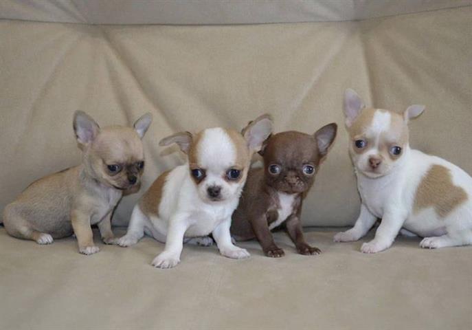 $400 : Chihuahua puppies image 1