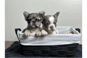 ¡Cachorros de Bulldog Francés en Memphis