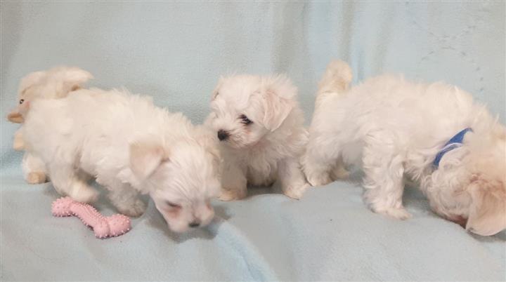 $650 : Maltese Puppies Available image 1