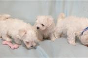 Maltese Puppies Available en Baltimore