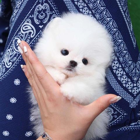 $350 : Cachorros Pomerania en venta image 6