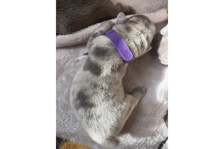 $1600 : Beautiful French Bulldog Pupps image 3