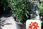 Nueva Esperanza Nursery thumbnail